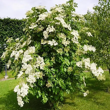 Apartments, Lejlighed Lissendorf